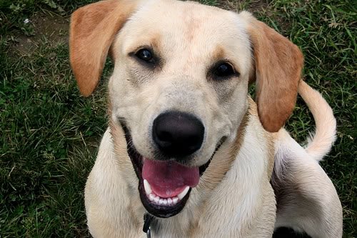 Labrador sorridente