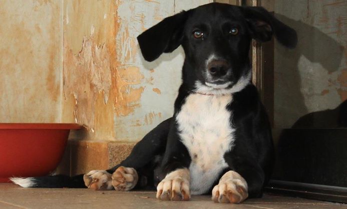 Doguinho Preto e Branco