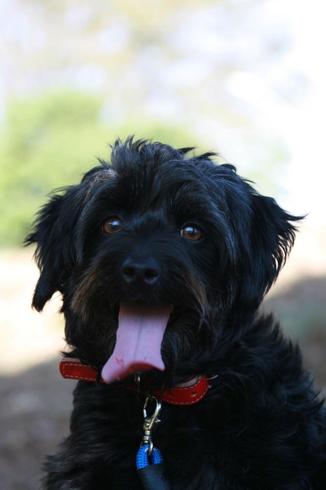 Bestest boy